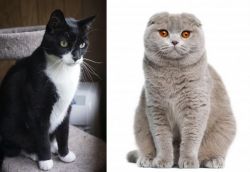 Tuxedo vs Scottish Fold - Breed Comparison