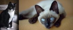 Tuxedo vs Siamese - Breed Comparison