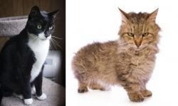 Tuxedo vs Skookum - Breed Comparison