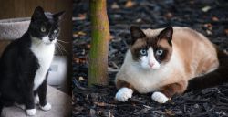 Tuxedo vs Snowshoe - Breed Comparison