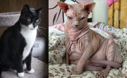 Tuxedo vs Sphynx - Breed Comparison
