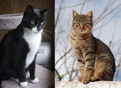Tuxedo vs Tabby - Breed Comparison