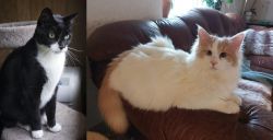 Tuxedo vs Turkish Van - Breed Comparison