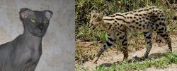 Ukrainian Levkoy vs African Serval - Breed Comparison