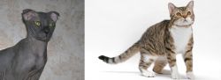 Ukrainian Levkoy vs American Wirehair - Breed Comparison