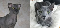 Ukrainian Levkoy vs Blue Russian - Breed Comparison