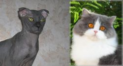 Ukrainian Levkoy vs British Longhair - Breed Comparison