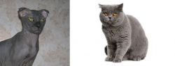 Ukrainian Levkoy vs British Shorthair - Breed Comparison
