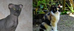 Ukrainian Levkoy vs Calico - Breed Comparison