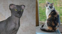 Ukrainian Levkoy vs Dilute Calico - Breed Comparison
