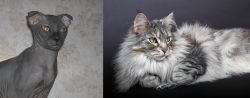Ukrainian Levkoy vs Domestic Longhaired Cat - Breed Comparison