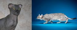 Ukrainian Levkoy vs Egyptian Mau - Breed Comparison
