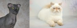 Ukrainian Levkoy vs Exotic Shorthair - Breed Comparison