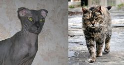 Ukrainian Levkoy vs Farm Cat - Breed Comparison