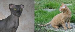 Ukrainian Levkoy vs German Rex - Breed Comparison