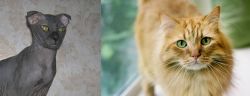 Ukrainian Levkoy vs Ginger Tabby - Breed Comparison