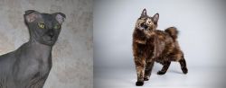 Ukrainian Levkoy vs Japanese Bobtail - Breed Comparison