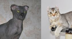 Ukrainian Levkoy vs Jungle-Curl - Breed Comparison