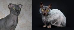 Ukrainian Levkoy vs Lykoi - Breed Comparison