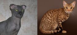 Ukrainian Levkoy vs Ocicat - Breed Comparison