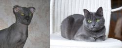 Ukrainian Levkoy vs Russian Blue - Breed Comparison