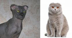 Ukrainian Levkoy vs Scottish Fold - Breed Comparison