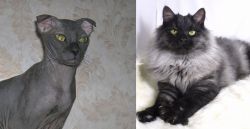 Ukrainian Levkoy vs Smoke - Breed Comparison