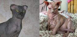 Ukrainian Levkoy vs Sphynx - Breed Comparison
