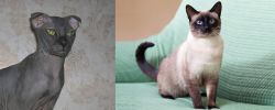 Ukrainian Levkoy vs Traditional Siamese - Breed Comparison