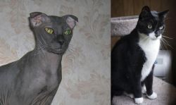Ukrainian Levkoy vs Tuxedo - Breed Comparison