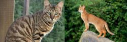 Ussuri vs Abyssinian - Breed Comparison