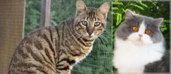 Ussuri vs British Longhair - Breed Comparison