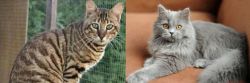 Ussuri vs British Semi-Longhair - Breed Comparison
