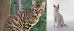 Ussuri vs Cornish Rex - Breed Comparison