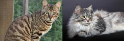 Ussuri vs Domestic Longhaired Cat - Breed Comparison
