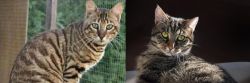 Ussuri vs European Shorthair - Breed Comparison