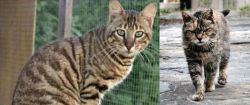 Ussuri vs Farm Cat - Breed Comparison