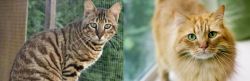 Ussuri vs Ginger Tabby - Breed Comparison