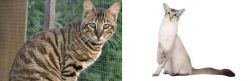 Ussuri vs Javanese - Breed Comparison