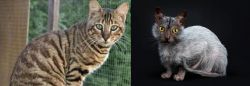 Ussuri vs Lykoi - Breed Comparison