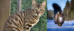 Ussuri vs Norwegian Forest Cat - Breed Comparison