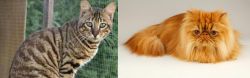 Ussuri vs Persian - Breed Comparison