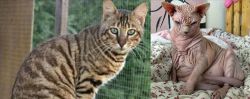 Ussuri vs Sphynx - Breed Comparison