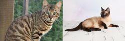 Ussuri vs Thai - Breed Comparison