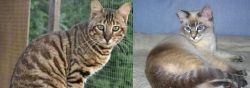 Ussuri vs Tiger Cat - Breed Comparison