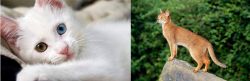 Van Kedisi vs Abyssinian - Breed Comparison