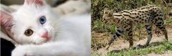 Van Kedisi vs African Serval - Breed Comparison