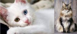 Van Kedisi vs American Longhair - Breed Comparison