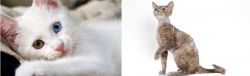 Van Kedisi vs Devon Rex - Breed Comparison