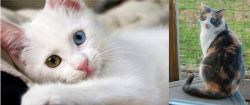 Van Kedisi vs Dilute Calico - Breed Comparison